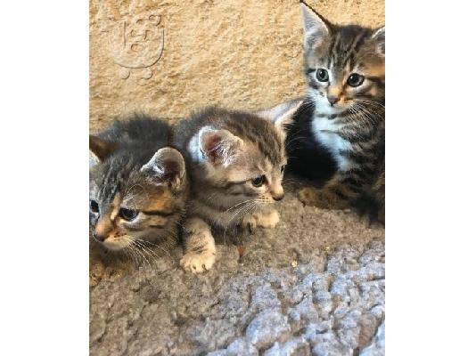 Norwegian Forest X Ragdoll Kittens